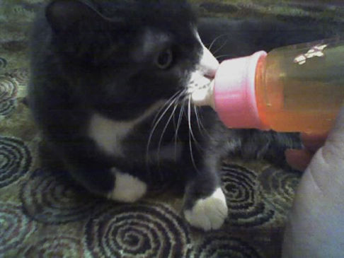 Picture of a cat / kitten / feline