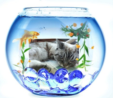 Picture of a cat / kitten / feline