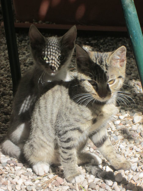 Picture of a cat / kitten / feline