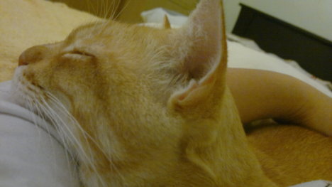 Picture of a cat / kitten / feline