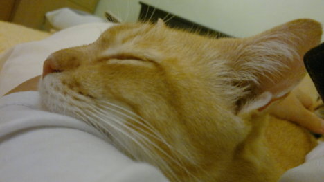 Picture of a cat / kitten / feline