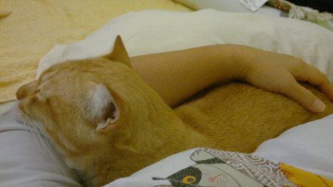 Picture of a cat / kitten / feline