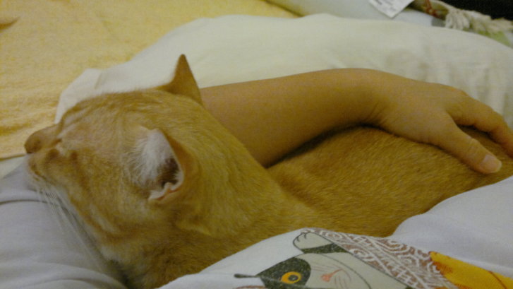 Picture of a cat / kitten / feline