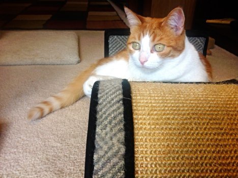 Picture of a cat / kitten / feline