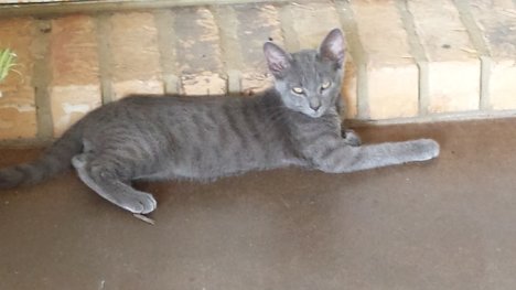 Picture of a cat / kitten / feline