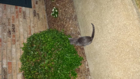 Picture of a cat / kitten / feline