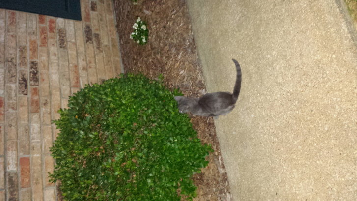 Picture of a cat / kitten / feline