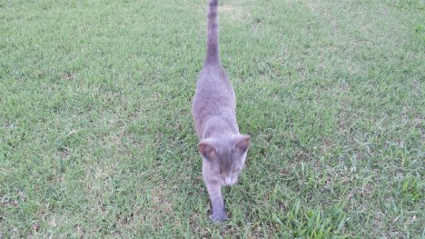 Picture of a cat / kitten / feline