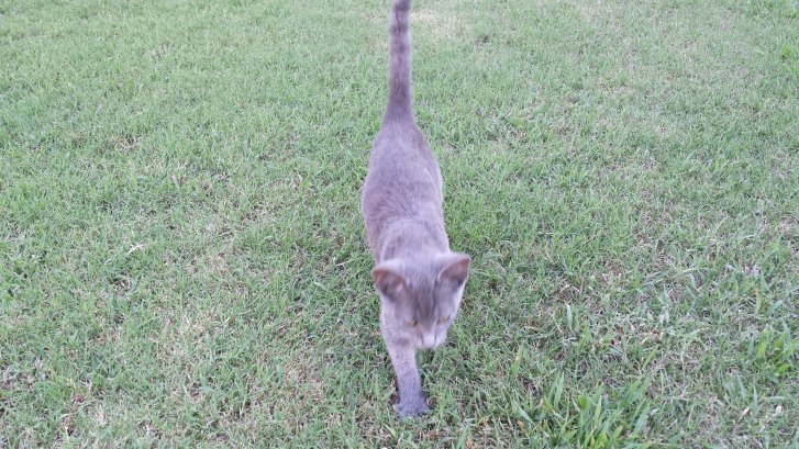 Picture of a cat / kitten / feline