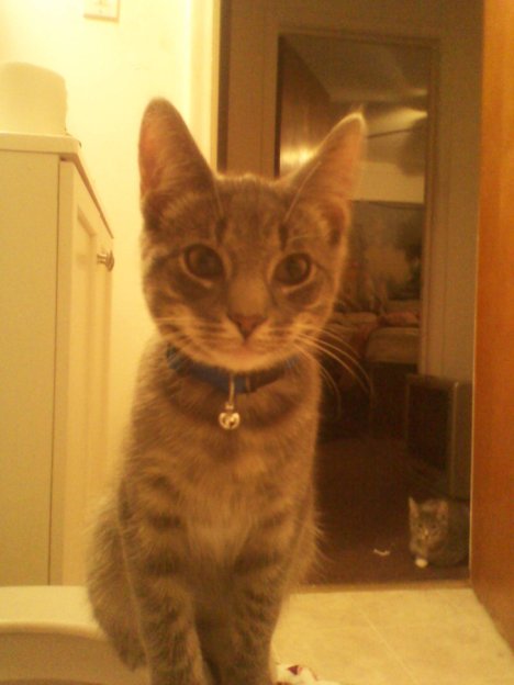 Picture of a cat / kitten / feline