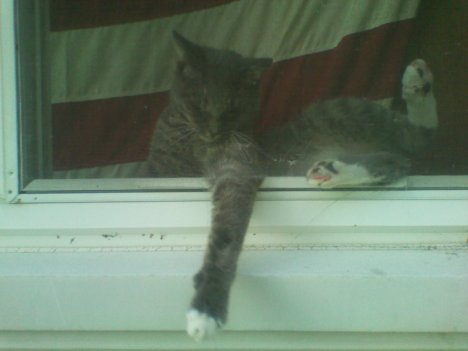 Picture of a cat / kitten / feline