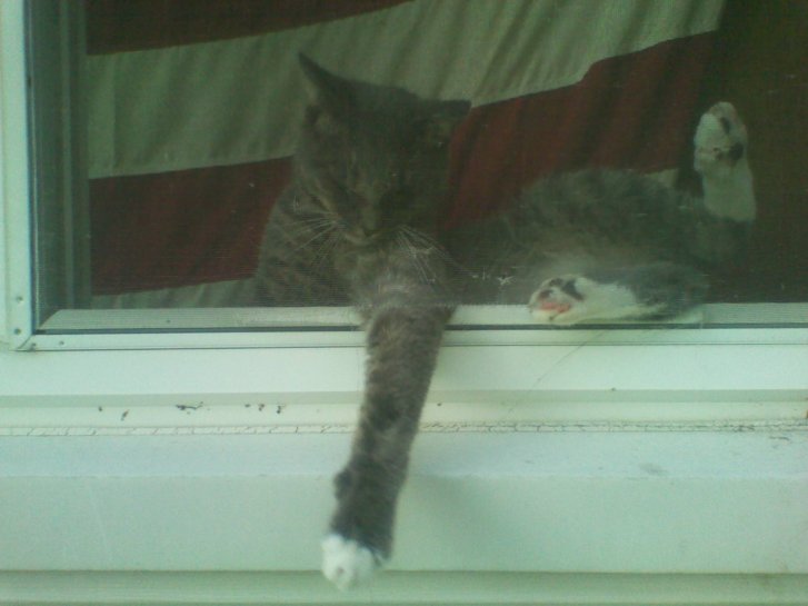 Picture of a cat / kitten / feline