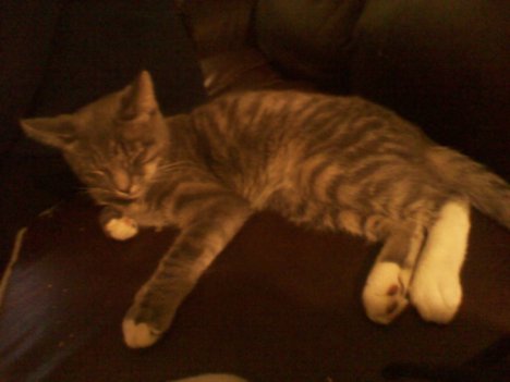 Picture of a cat / kitten / feline