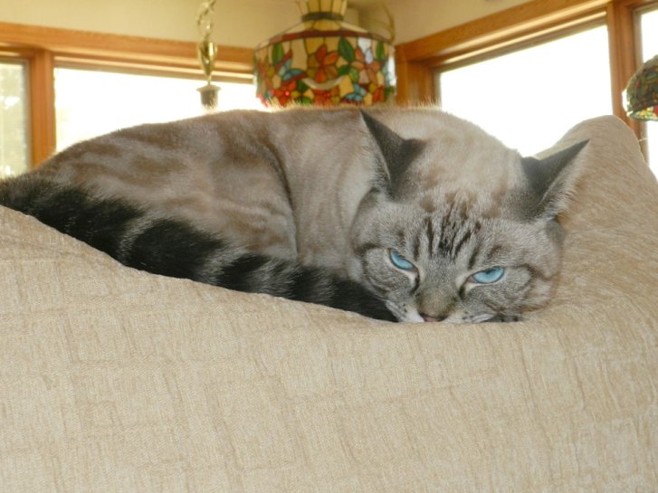 Picture of a cat / kitten / feline