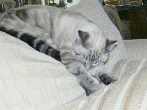 Picture of a cat / kitten / feline