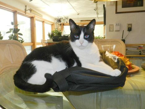 Picture of a cat / kitten / feline