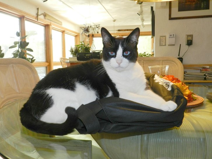 Picture of a cat / kitten / feline