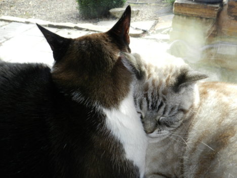 Picture of a cat / kitten / feline