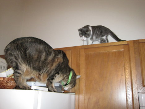 Picture of a cat / kitten / feline