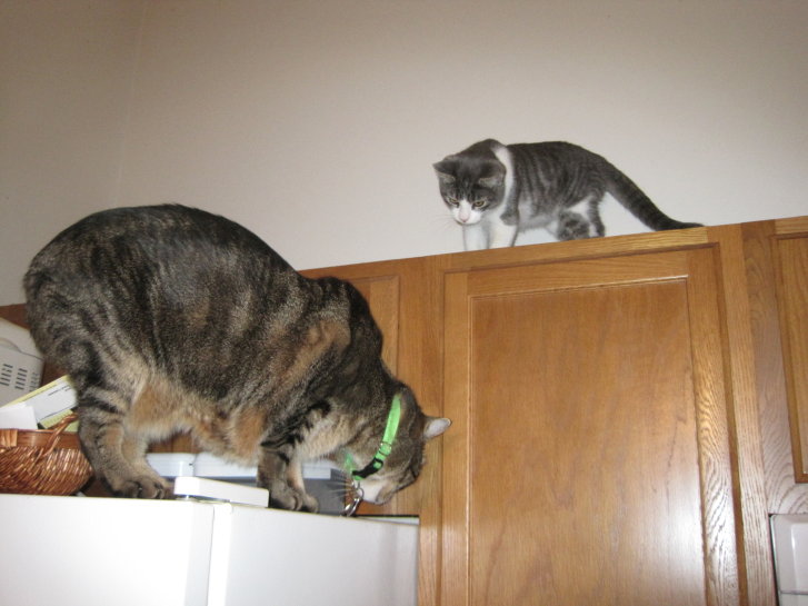 Picture of a cat / kitten / feline