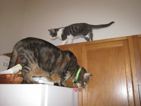 Picture of a cat / kitten / feline