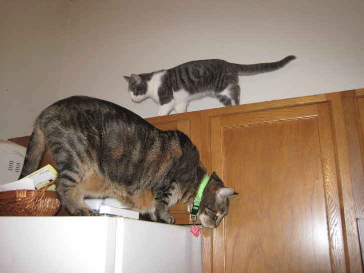 Picture of a cat / kitten / feline