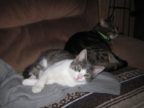 Picture of a cat / kitten / feline