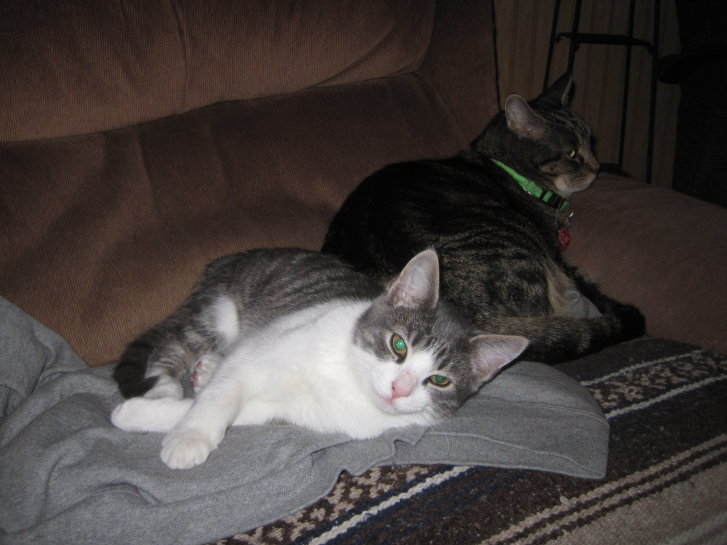 Picture of a cat / kitten / feline