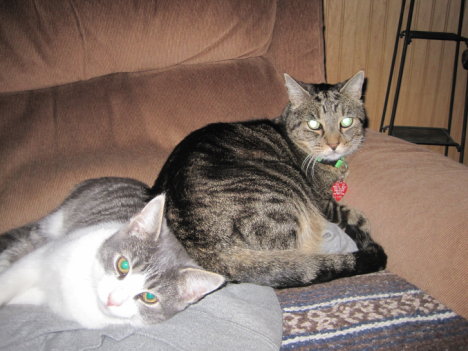 Picture of a cat / kitten / feline