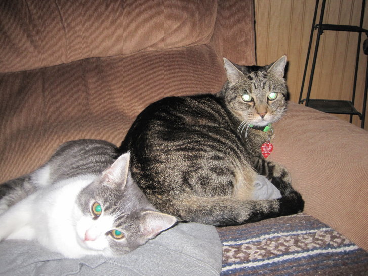 Picture of a cat / kitten / feline