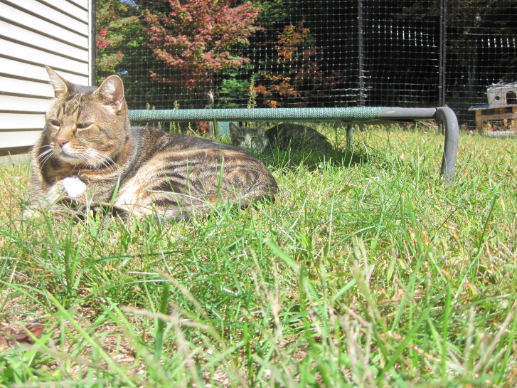 Picture of a cat / kitten / feline