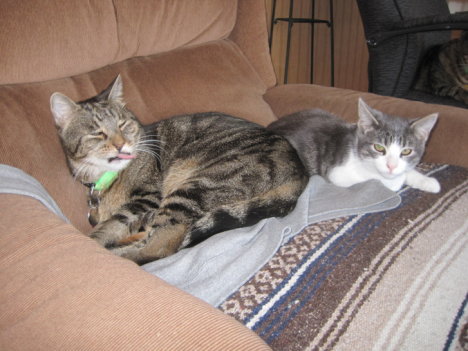 Picture of a cat / kitten / feline