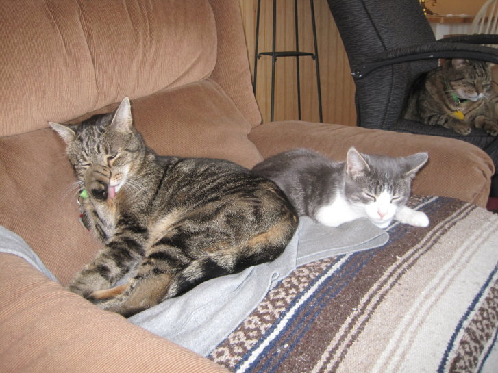 Picture of a cat / kitten / feline