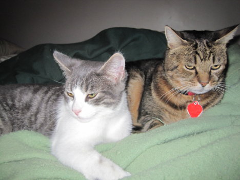 Picture of a cat / kitten / feline