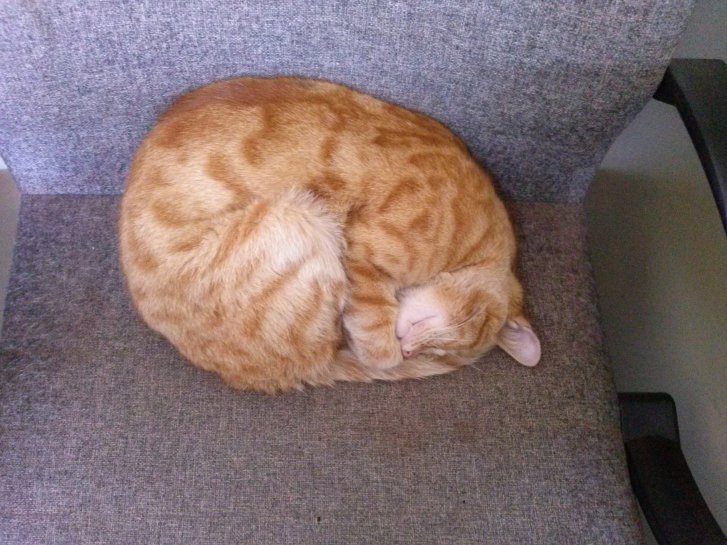 Picture of a cat / kitten / feline