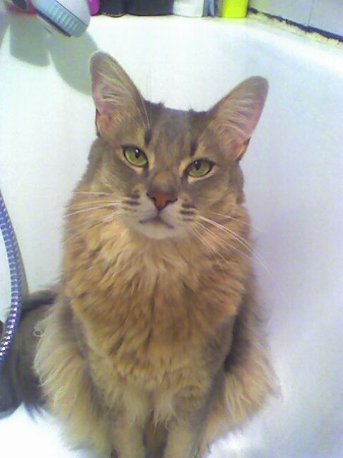 Picture of a cat / kitten / feline