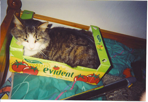 Picture of a cat / kitten / feline