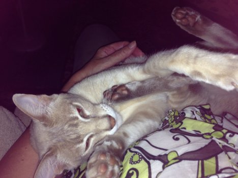 Picture of a cat / kitten / feline