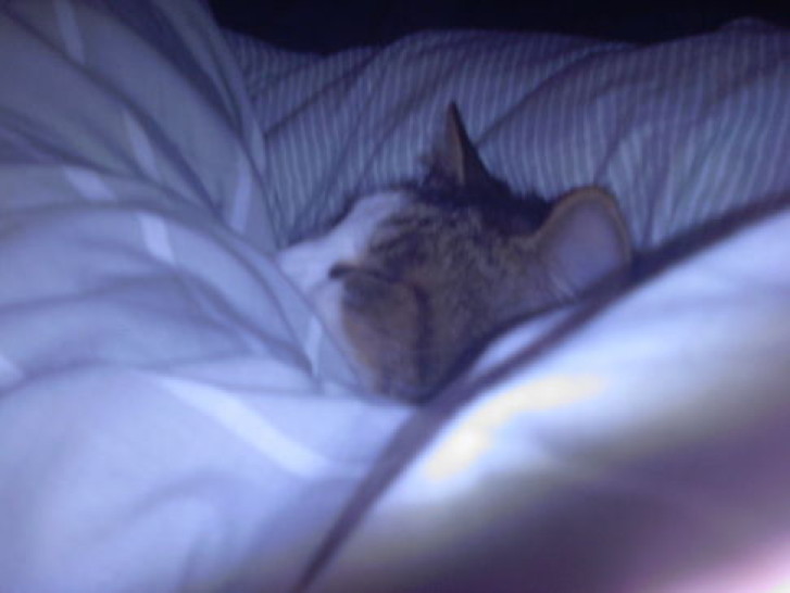 Picture of a cat / kitten / feline