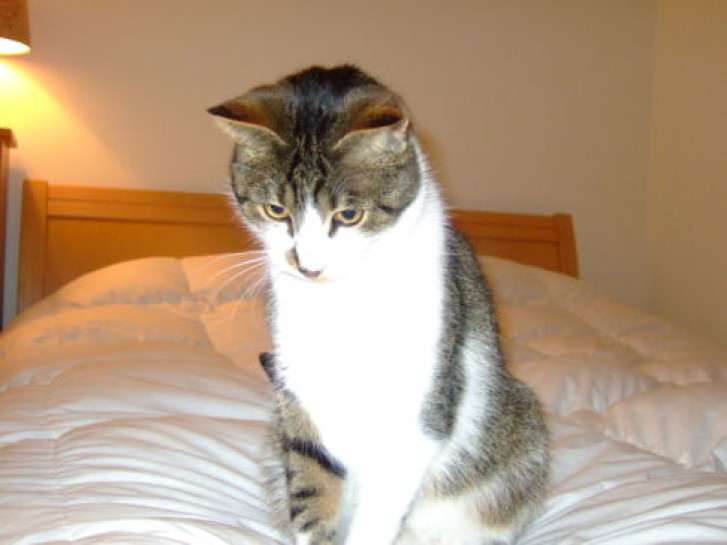 Picture of a cat / kitten / feline