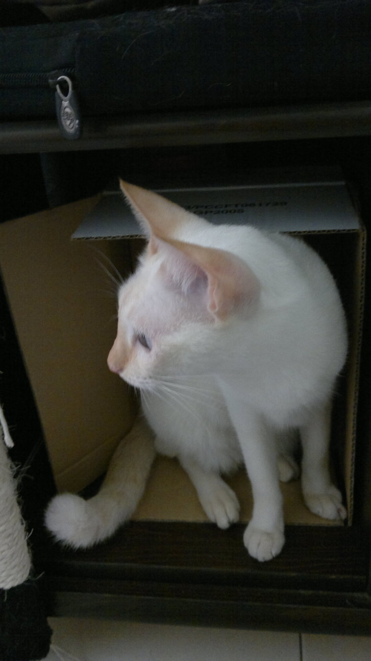 Picture of a cat / kitten / feline