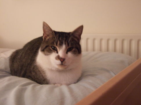 Picture of a cat / kitten / feline