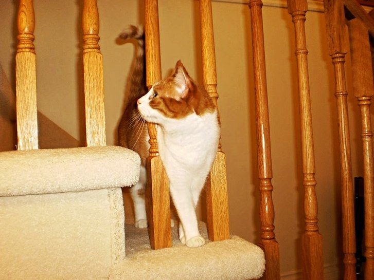 Picture of a cat / kitten / feline