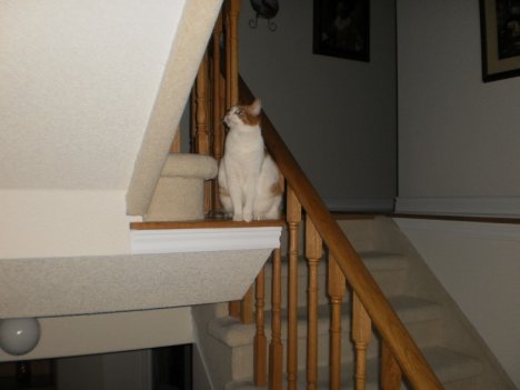 Picture of a cat / kitten / feline