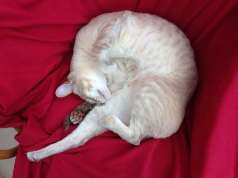 Picture of a cat / kitten / feline