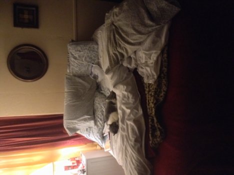 Picture of a cat / kitten / feline