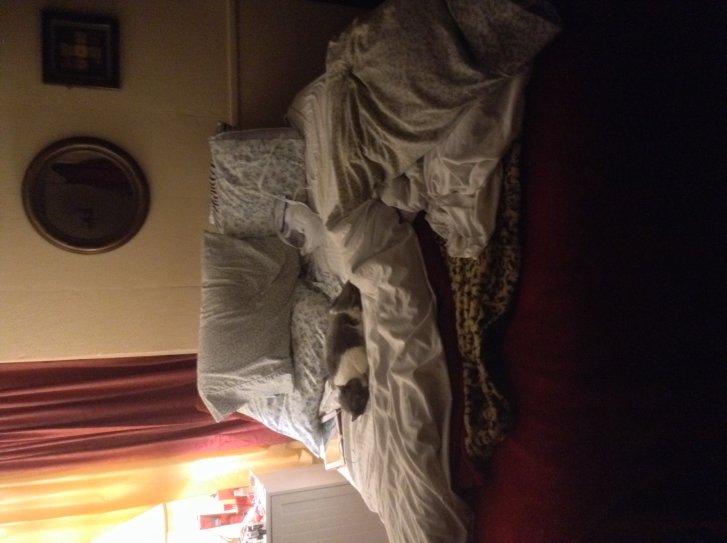 Picture of a cat / kitten / feline