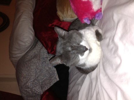 Picture of a cat / kitten / feline