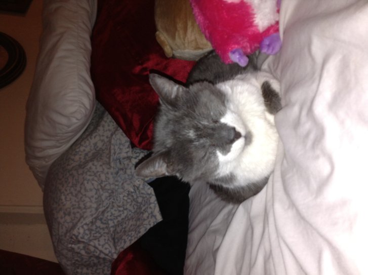 Picture of a cat / kitten / feline