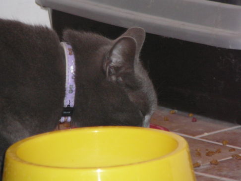 Picture of a cat / kitten / feline